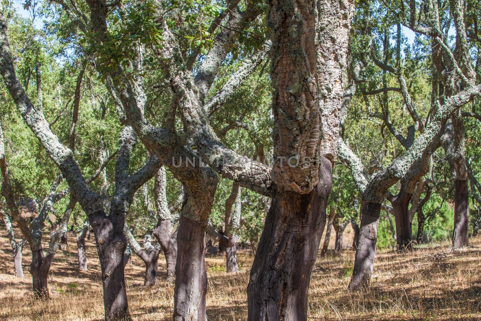 Naked trunks after cork harvest or saca. Sierra Fria, Caceres, Extremadura, Spain