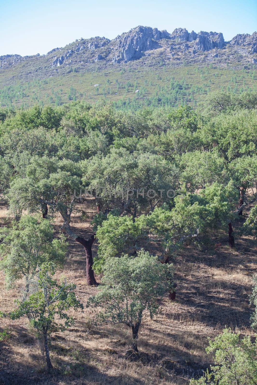 Naked trunks after cork harvest or saca. Sierra Fria, Caceres, Extremadura, Spain