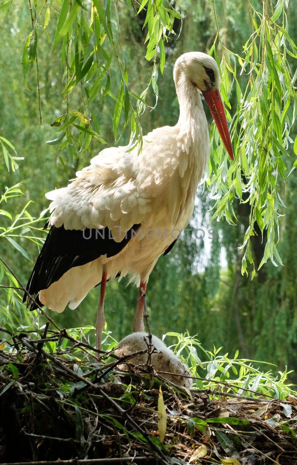 under the weeping willow