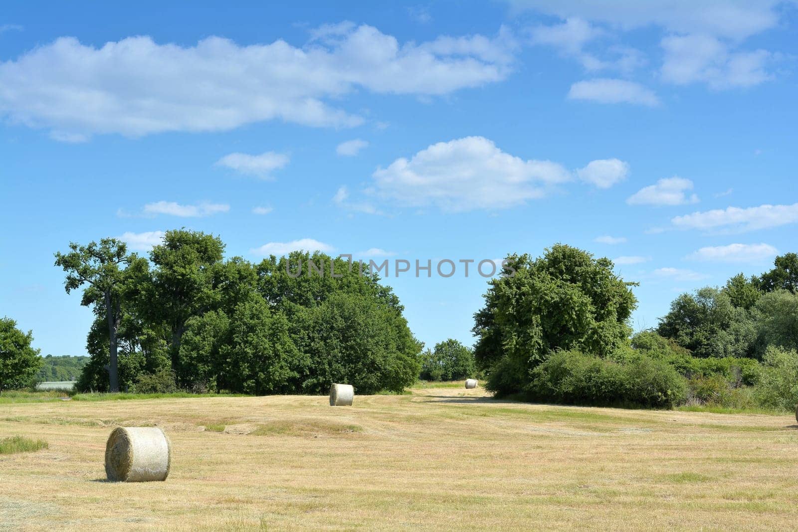 Hay rolls in a natural landscape
