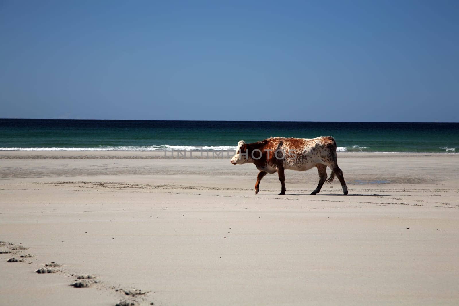 Cow on the beach