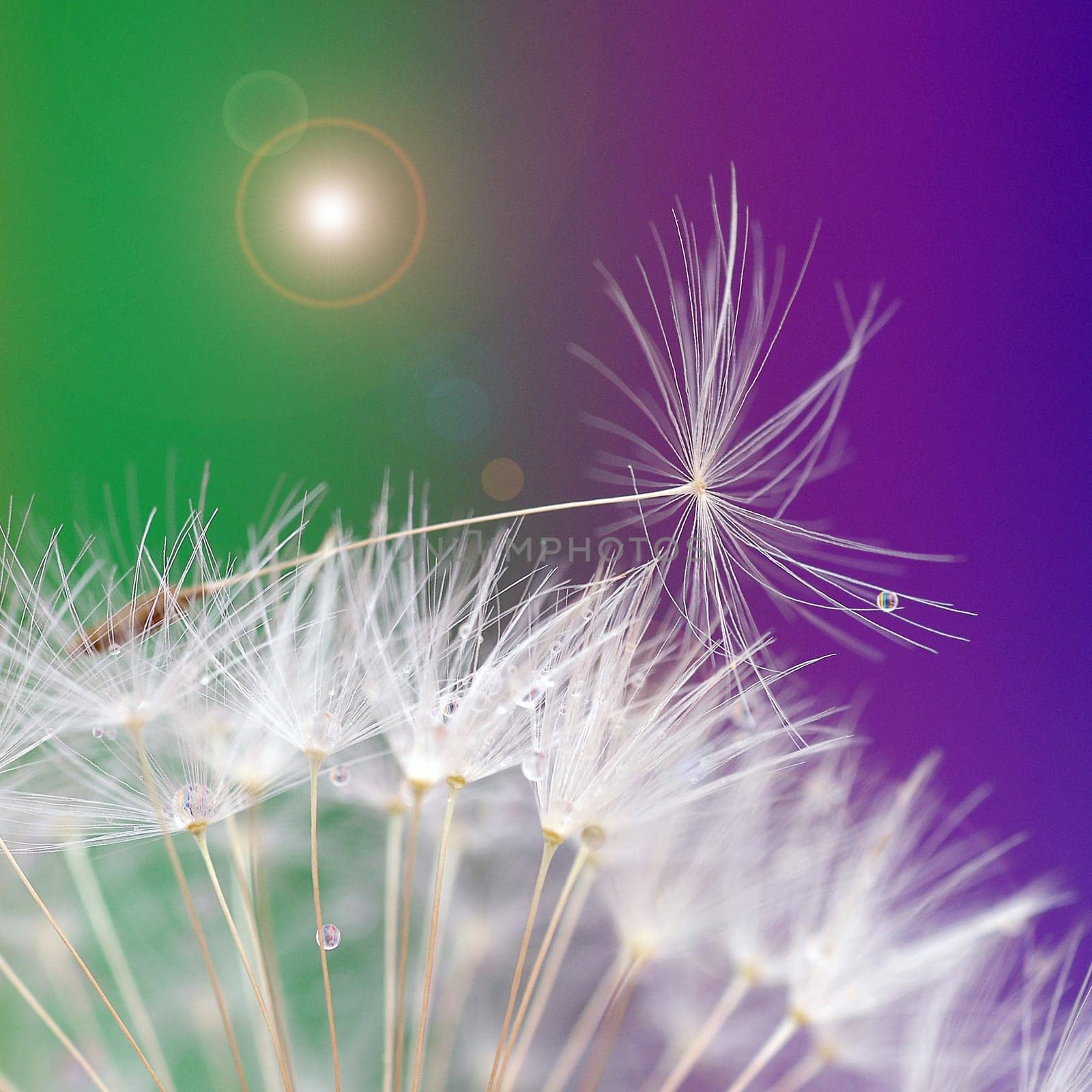 Pusteblume