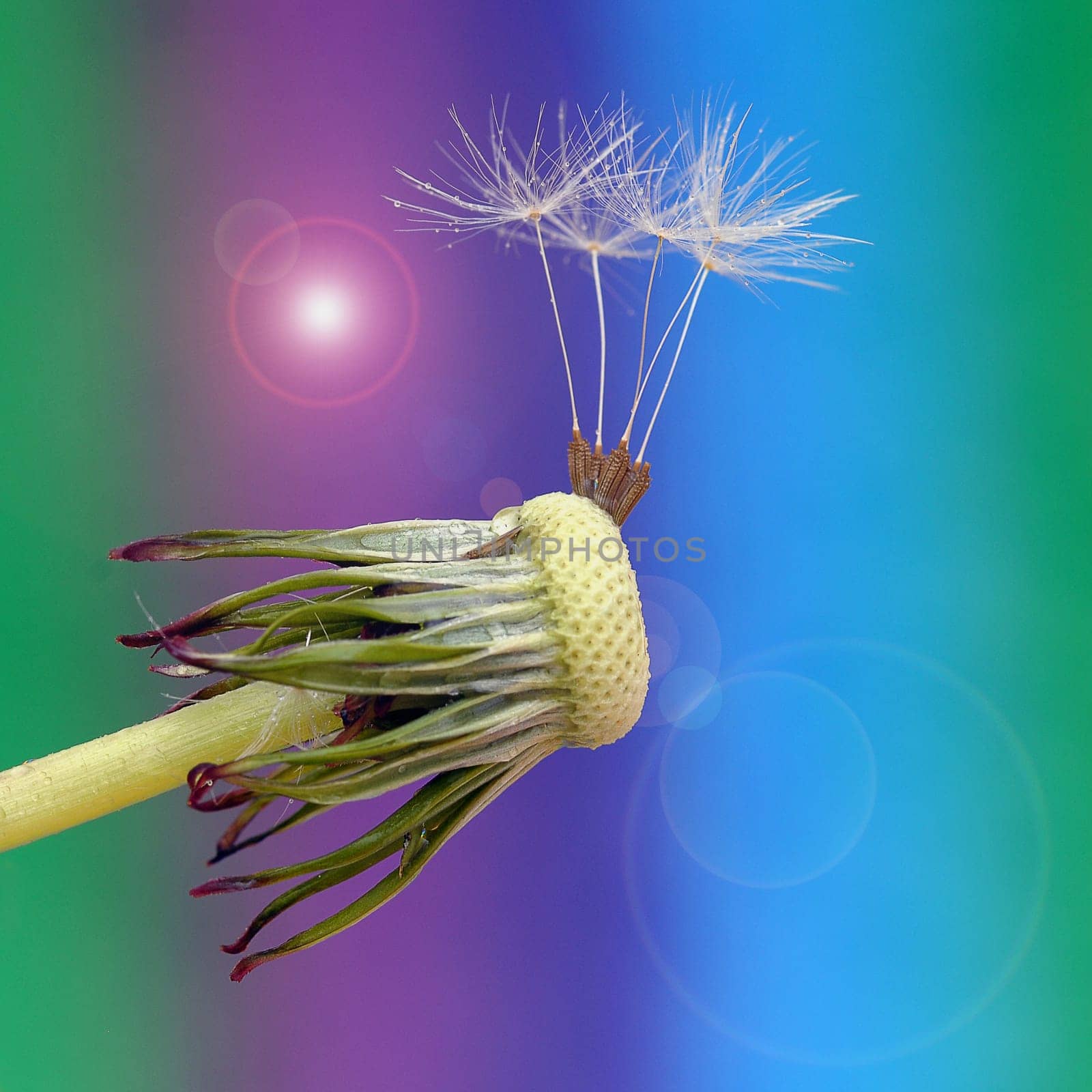 Pusteblume