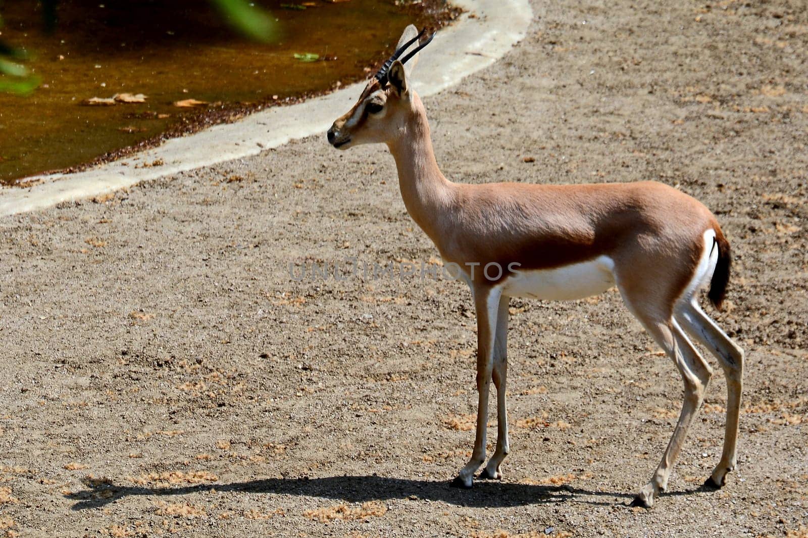 Mendes antelope