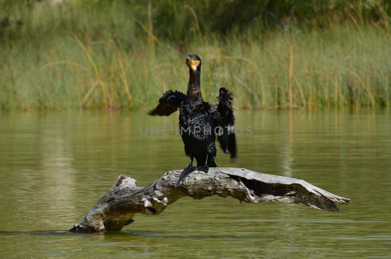 kormoran that shoes itself