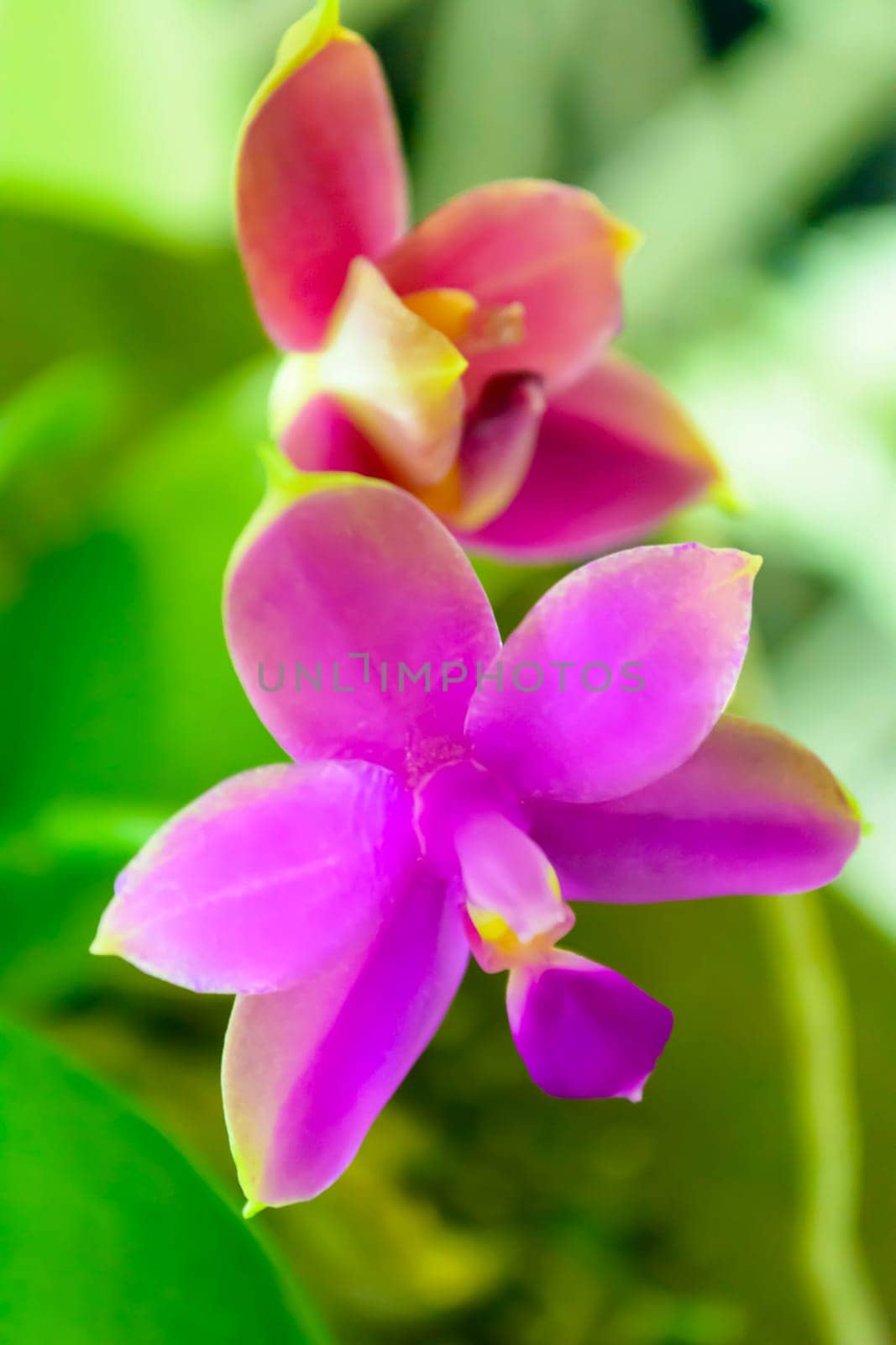 In this picture is a orchid. Orchidaceae is a diverse and widespread family of flowering plants, with blooms that are often colourful and often fragrant, commonly known as the orchid family.