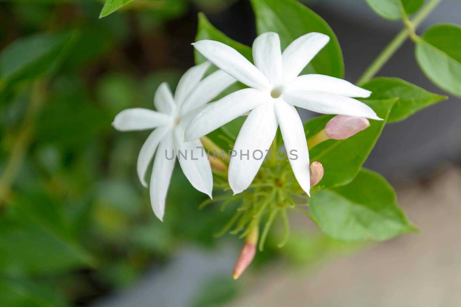 Forest Jasmine: Botanically known as Jasminum abyssinicum, this species is a woody climber with dark glossy green foliage, and five or six lobed flowers are borne at the ends twigs in axils of leaves, they are a bright white with pink fringes.