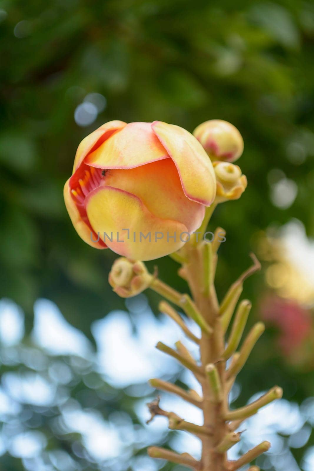 Couroupita guianensis, known by several common names, including cannonball tree, is a deciduous tree in the family Lecythidaceae. It is native to the rainforests of Central and South America. It is cultivated in many other places. Cannonball Tree bearing non-native to Sri Lanka and India. Sal entirely different from the origin and botany. It has been classified a name synonymous to correct that from Sal (Sal Tree) or Indian Sal (Sal of India) and the ball (Cannonball Tree)
