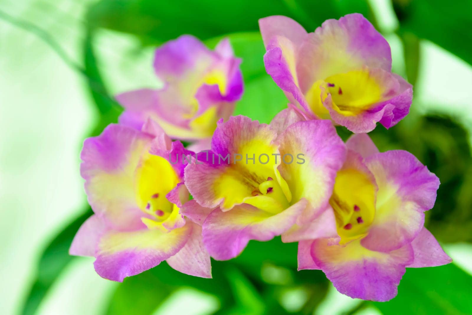 In this picture is a orchid. Orchidaceae is a diverse and widespread family of flowering plants, with blooms that are often colourful and often fragrant, commonly known as the orchid family.