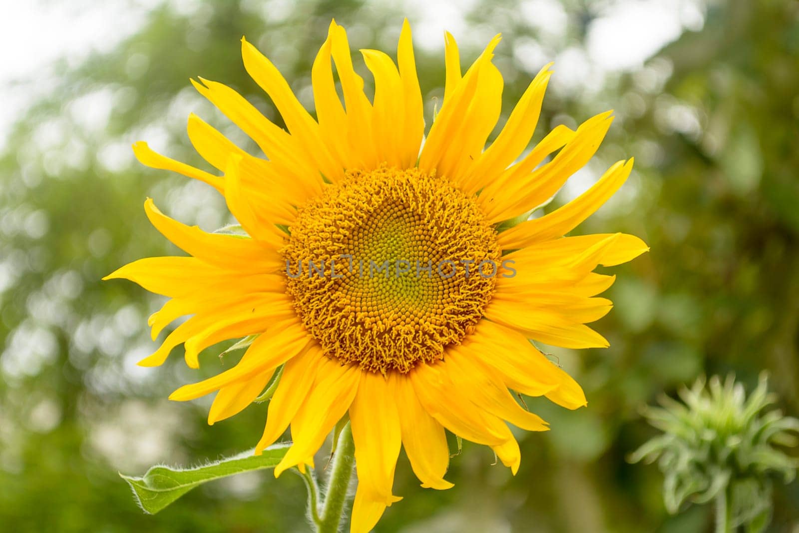 Sun Flower are Thai Flower.