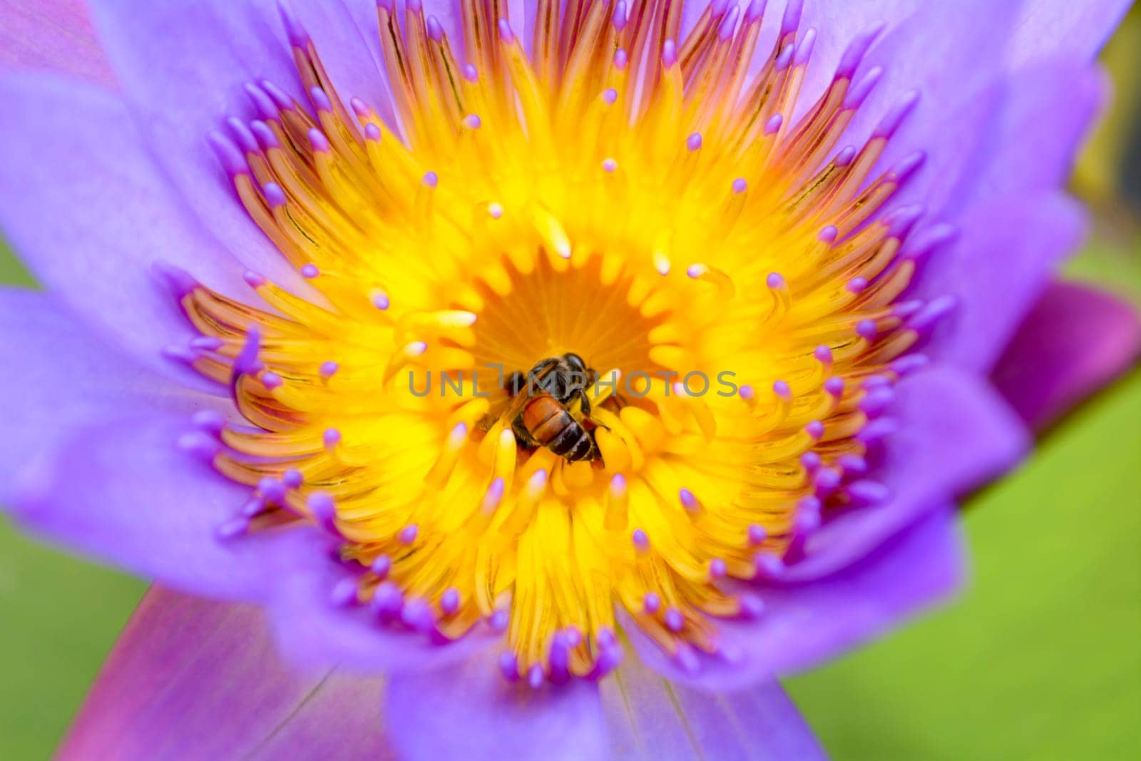 This picture has bees are swarming purple lotus. the lotus is very beautiful.