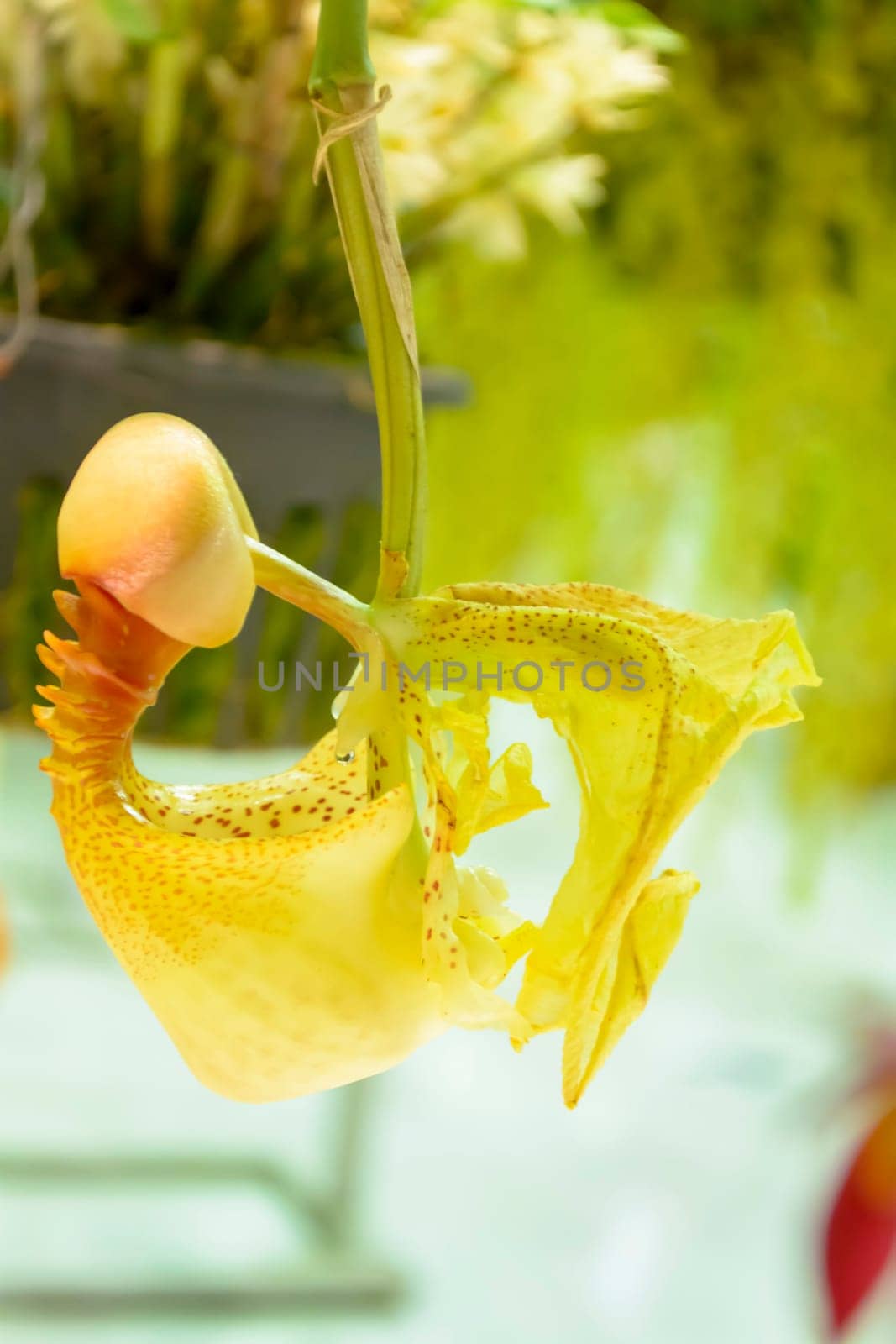 Paphiopedilum, often called the Venus slipper, is a genus of the Lady slipper orchid subfamily Cypripedioideae of the flowering plant family Orchidaceae. The genus comprises some 80 accepted taxa including several natural hybrids. The species and their hybrids are extensively cultivated, and are known as either paphiopedilums, or by the abbreviation paphs in horticulture.The type species of this genus is Paphiopedilum insigne.