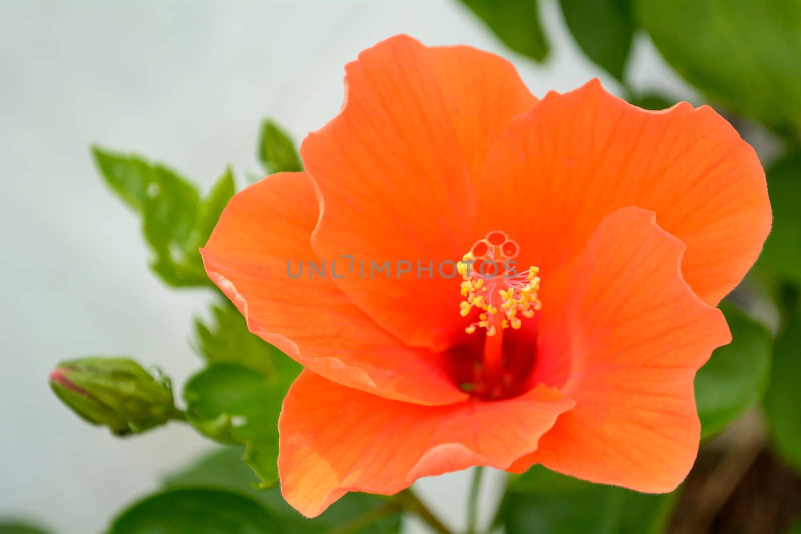 Hibiscus is a genus of flowering plants in the mallow family, Malvaceae. It is quite large, containing several hundred species that are native to warm-temperate, subtropical and tropical regions throughout the world. Member species are often noted for their showy flowers and are commonly known simply as hibiscus, or less widely known as rose mallow.