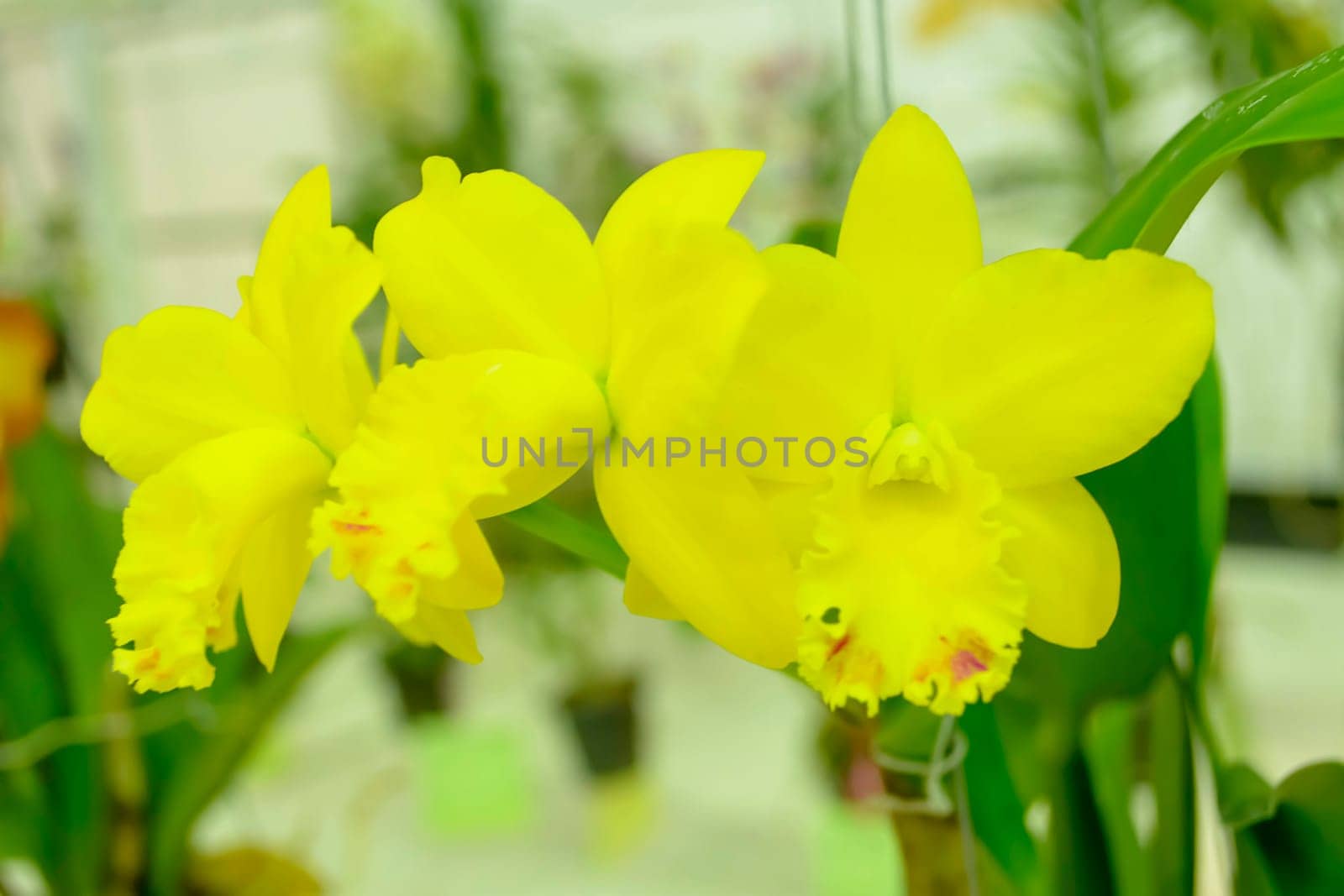 Cattleya is a genus of 113 species of orchids from Costa Rica and the Lesser Antilles south to Argentina. The genus was named in 1824 by John Lindley after William Cattley who received and was the first to bloom a specimen of Cattleya labiata.