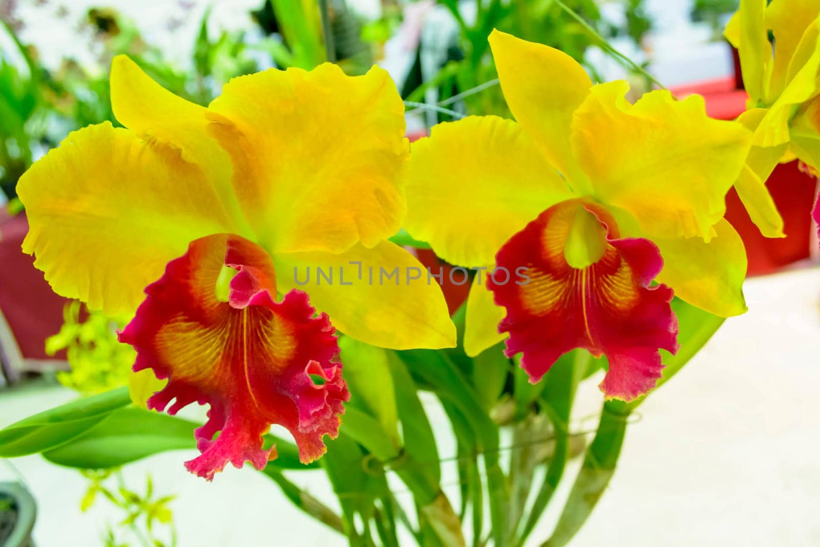 Cattleya is a genus of 113 species of orchids from Costa Rica and the Lesser Antilles south to Argentina. The genus was named in 1824 by John Lindley after William Cattley who received and was the first to bloom a specimen of Cattleya labiata.