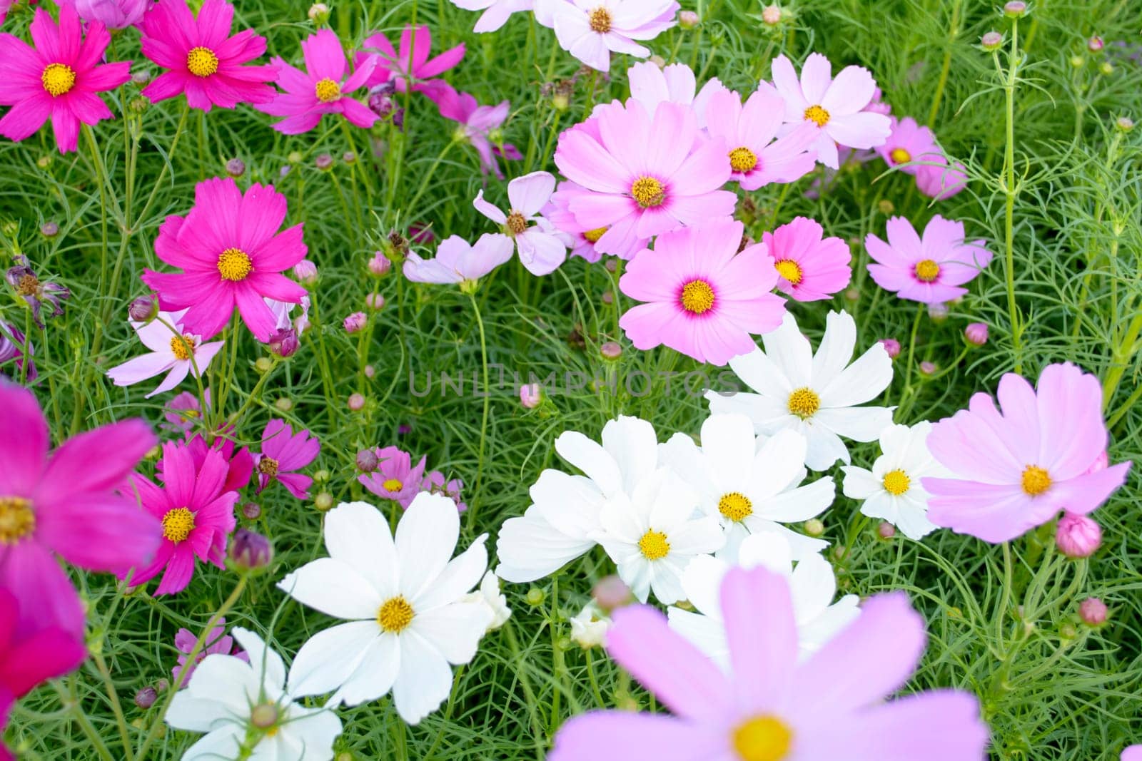 Cosmos is a genus, with the same common name of Cosmos, consisting of flowering plants in the sunflower family.The genus includes several ornamental plants popular in gardens. Numerous hybrids and cultivars have been selected and named.