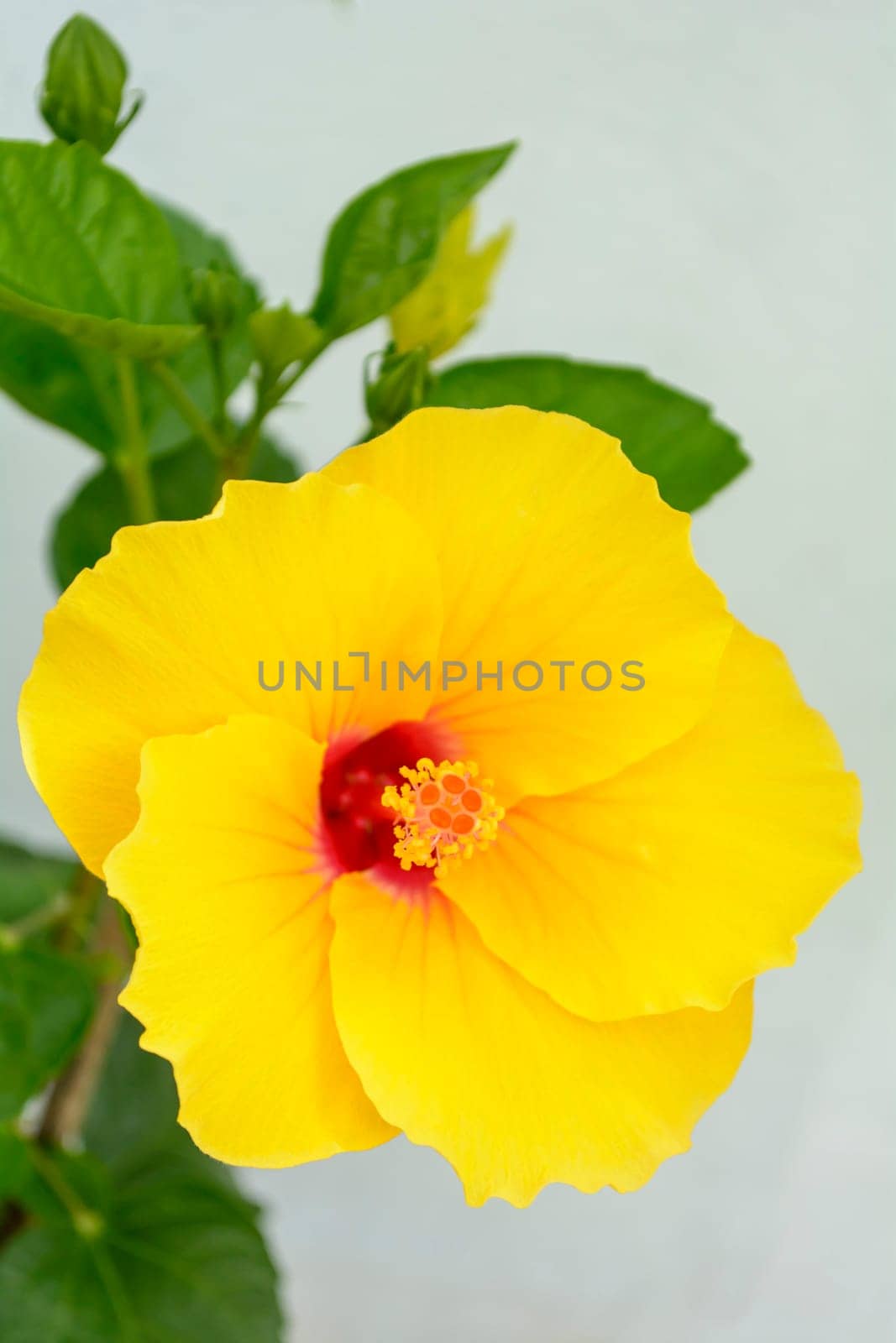 Hibiscus is a genus of flowering plants in the mallow family, Malvaceae. It is quite large, containing several hundred species that are native to warm-temperate, subtropical and tropical regions throughout the world. Member species are often noted for their showy flowers and are commonly known simply as hibiscus, or less widely known as rose mallow.