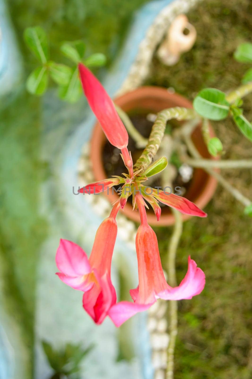 Desert Roses are Thai Flower.