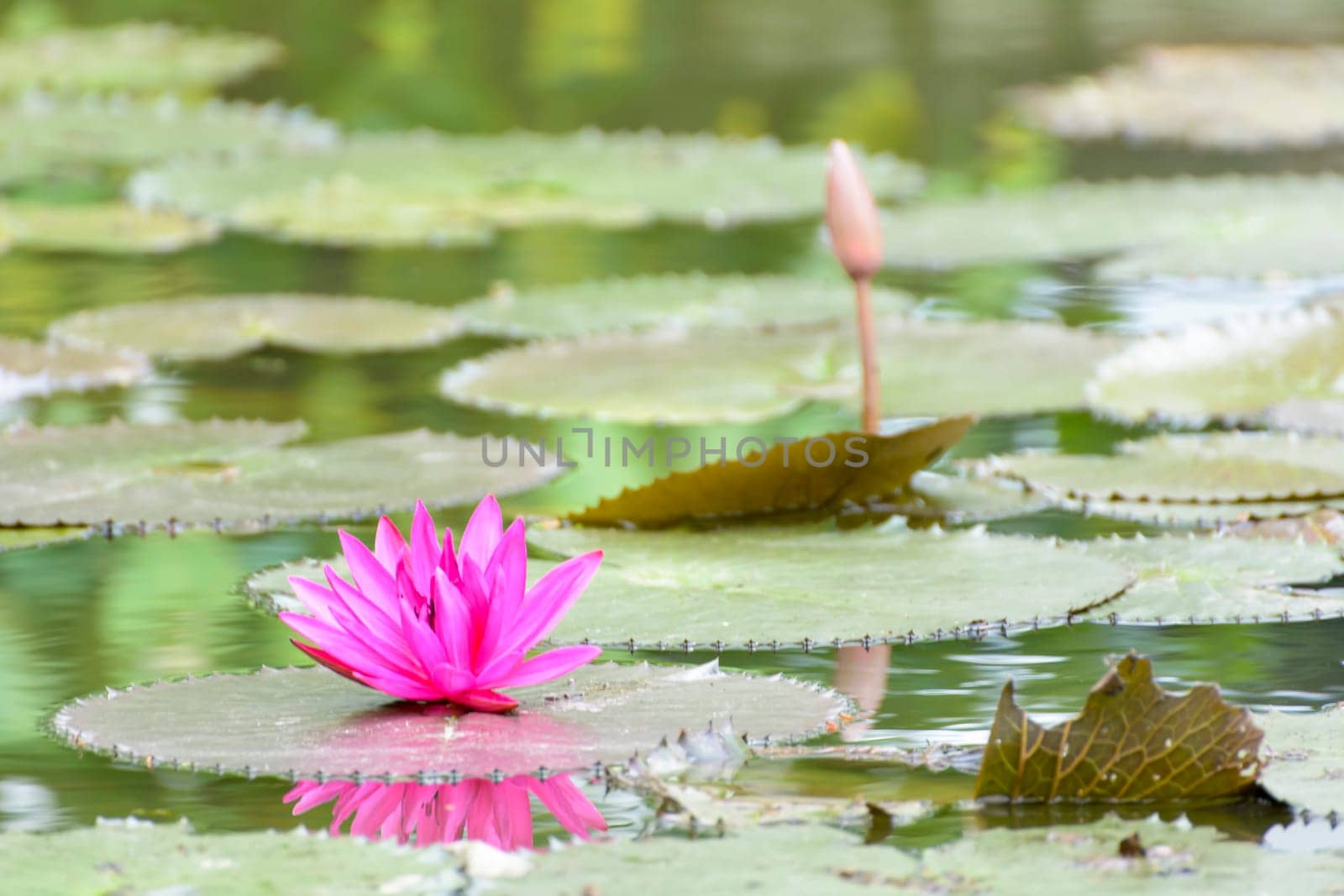 This picture has bees are swarming purple lotus. the lotus is very beautiful.
