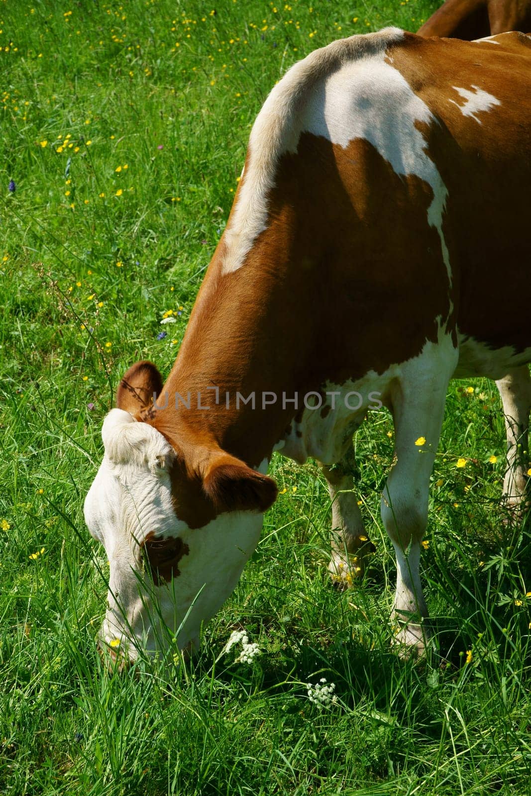 Close-up of a dairy cow in the pasture