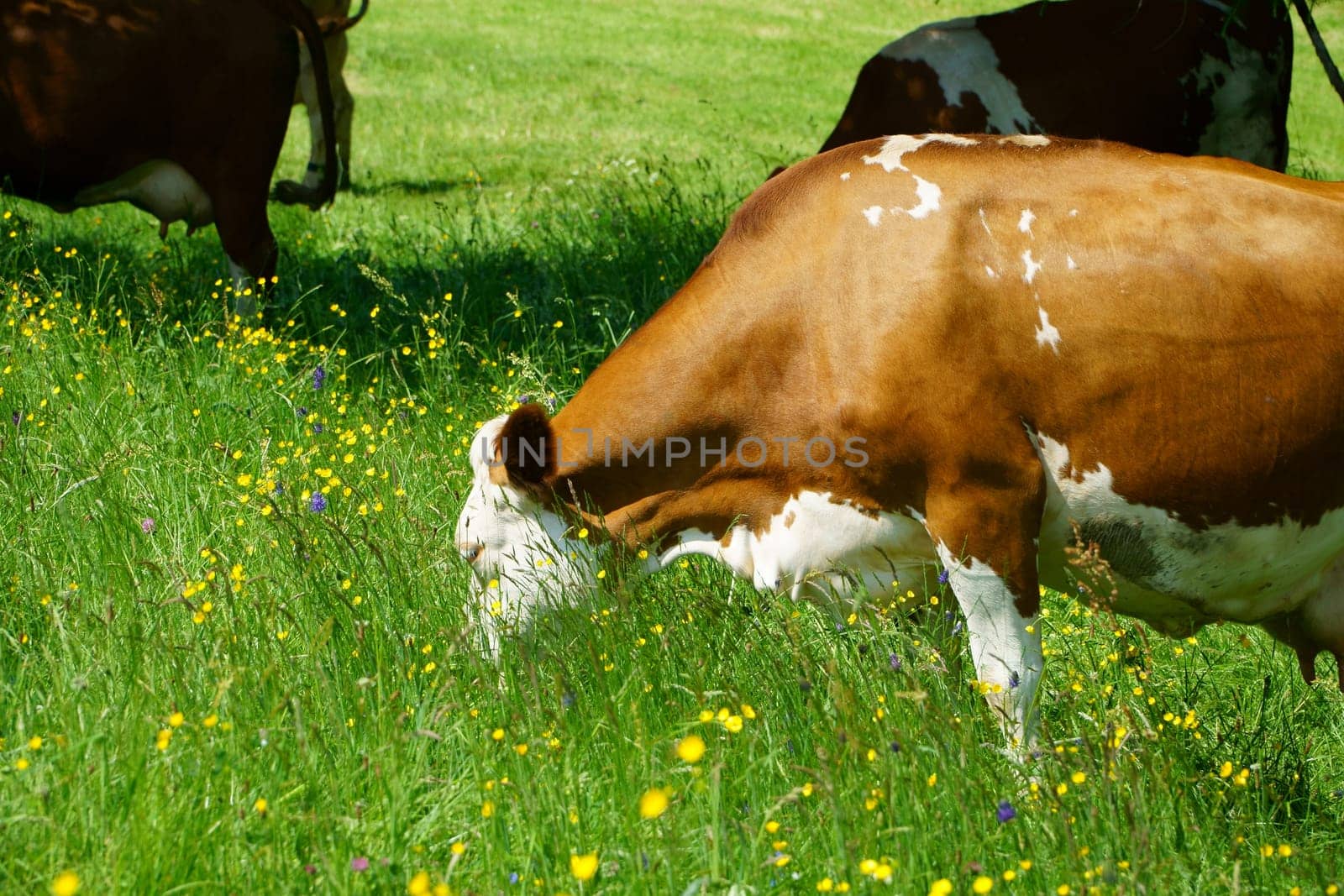 Dairy cows in a pasture