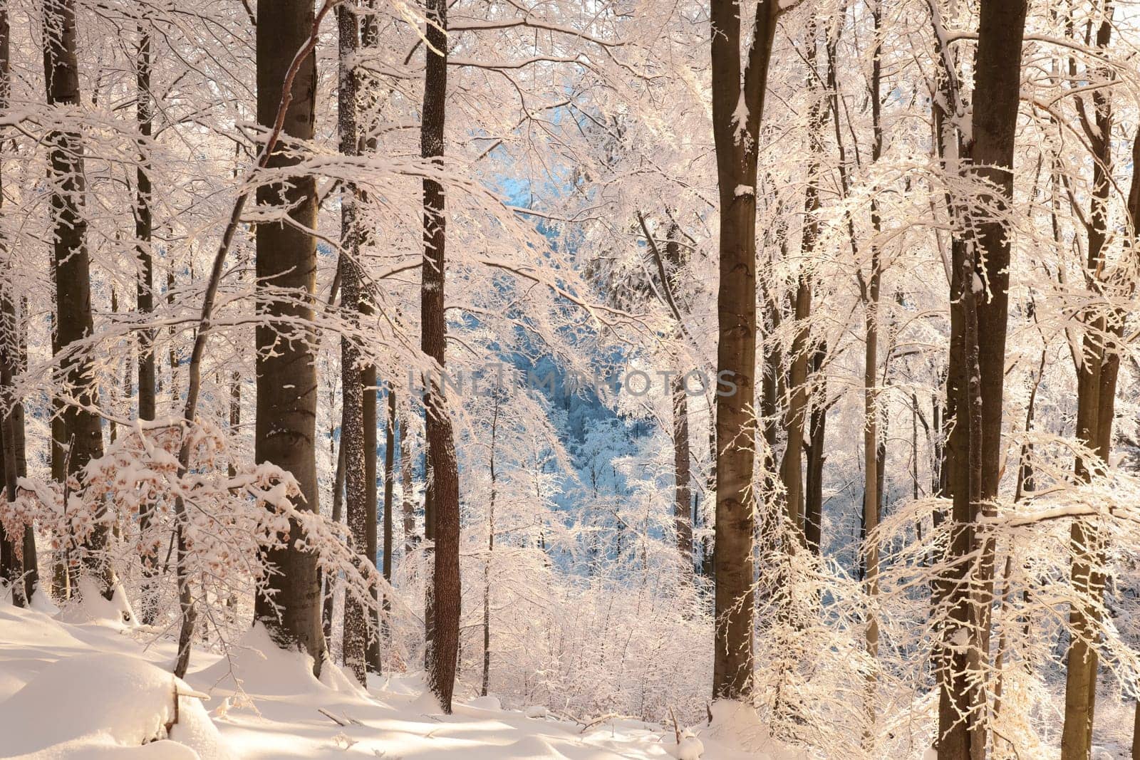 Winter beech forest on a frosty, sunny morning.