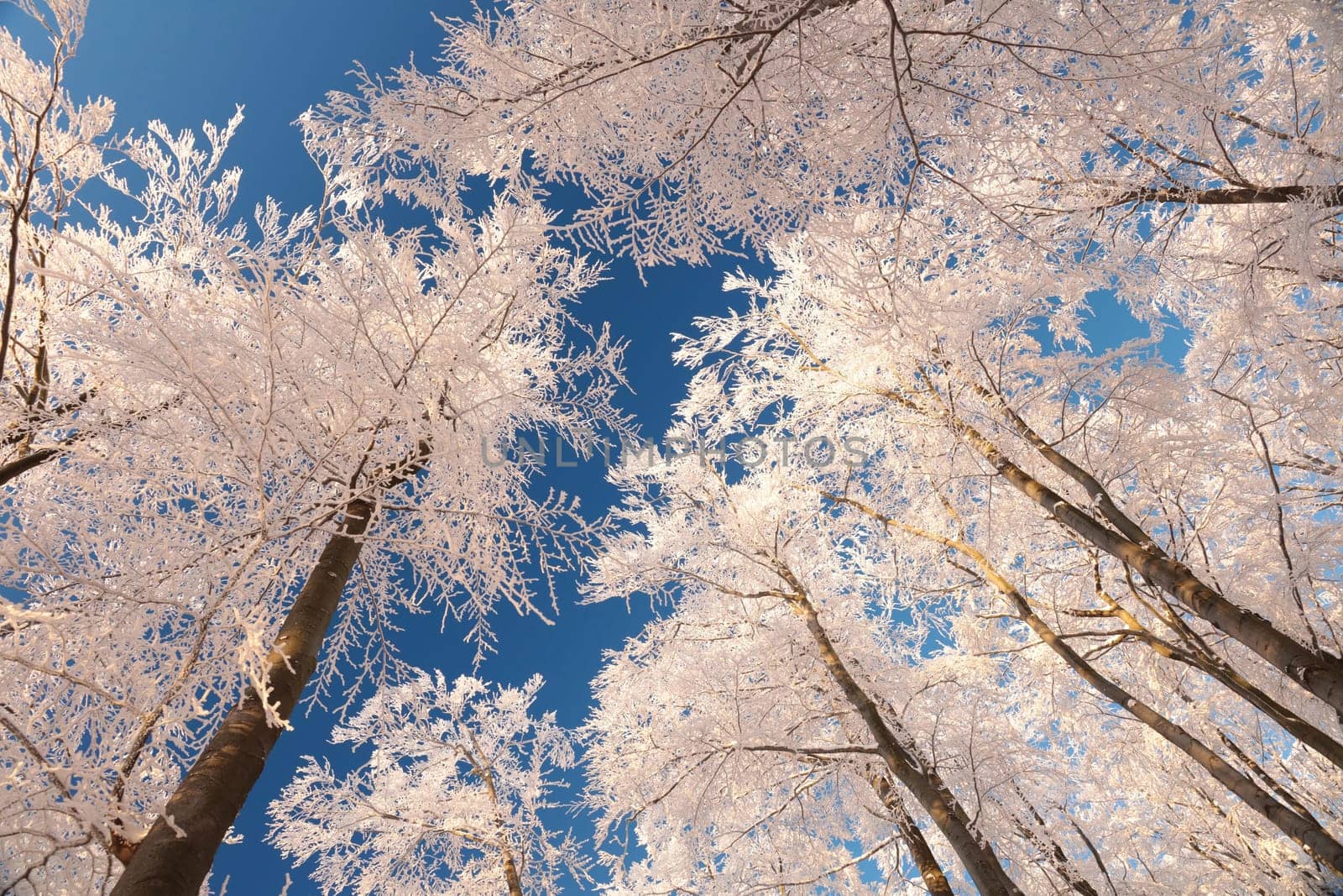 Winter beech trees against the blue sky during sunrise.