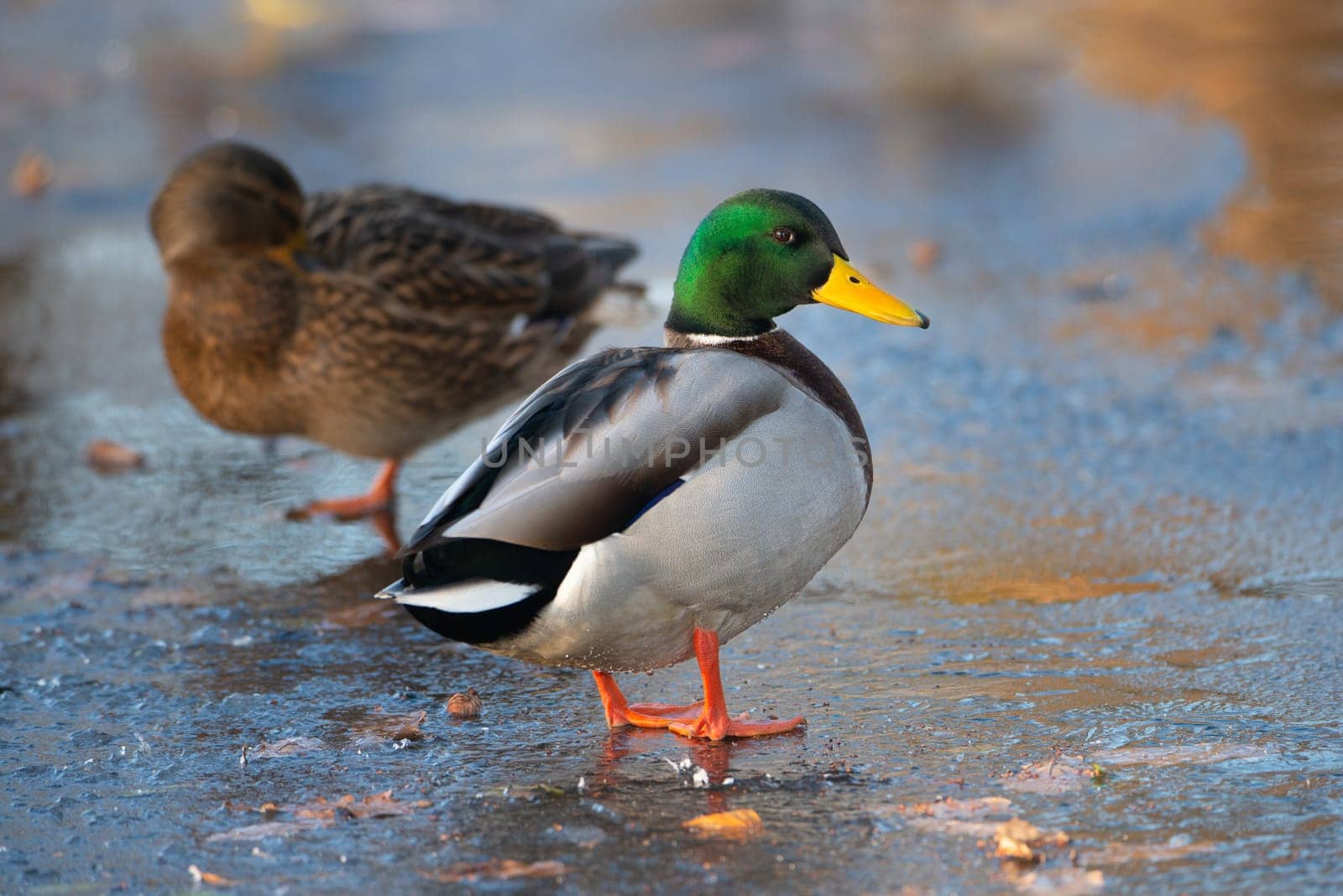 Mallard duck male, anas platyrhynchos, waddle on frozen and snow covered wetland in winter, birds
