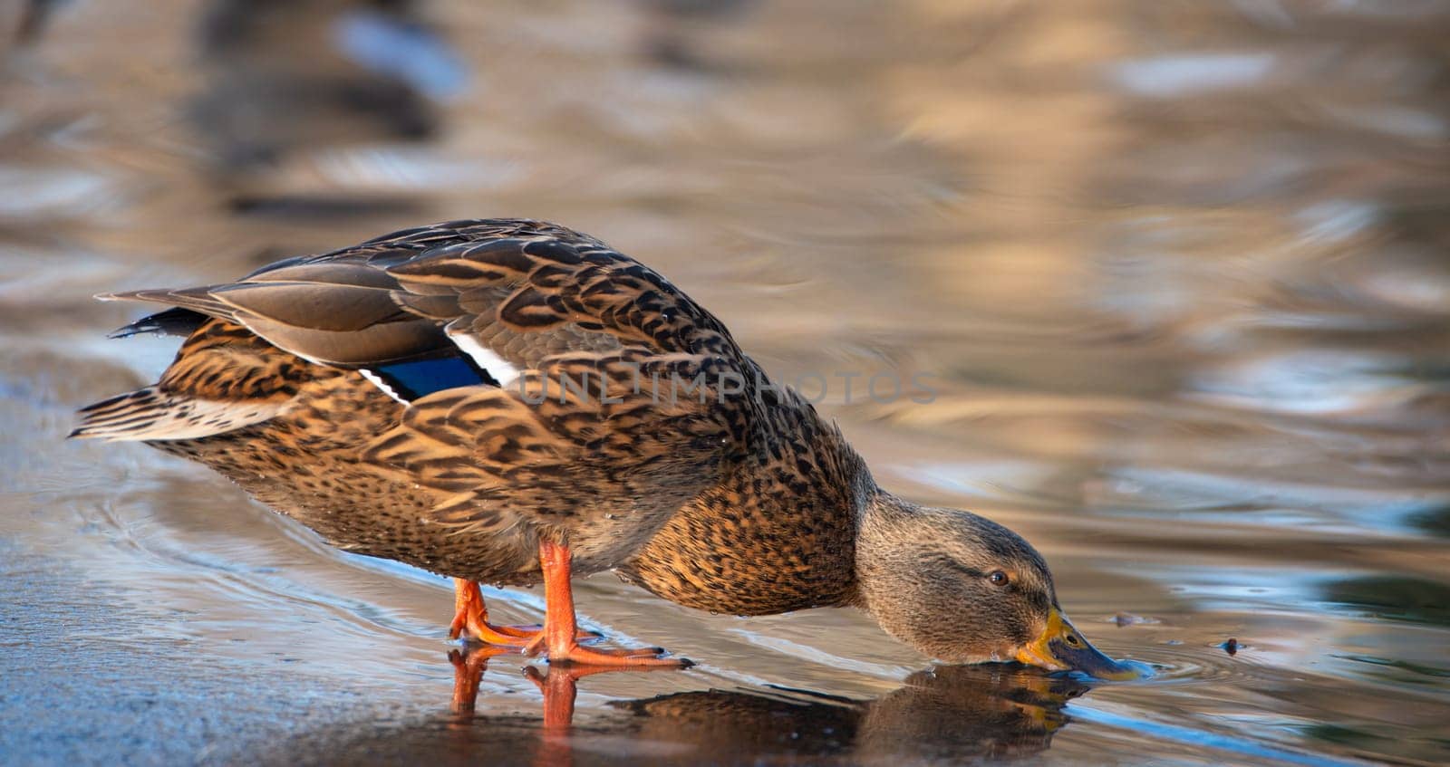 Mallard duck, anas platyrhynchos, drinking water on frozen and snow covered wetland in winter, birds