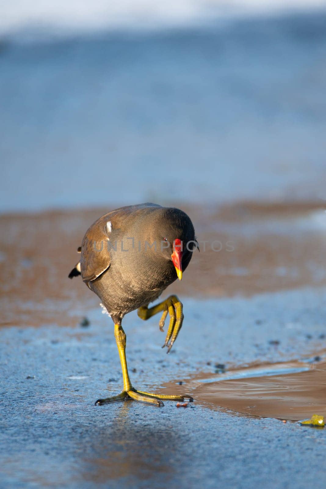 mmon gallinule, Gallinula galeata moorhen waddle over frozen and snow covered pond in winter, birds