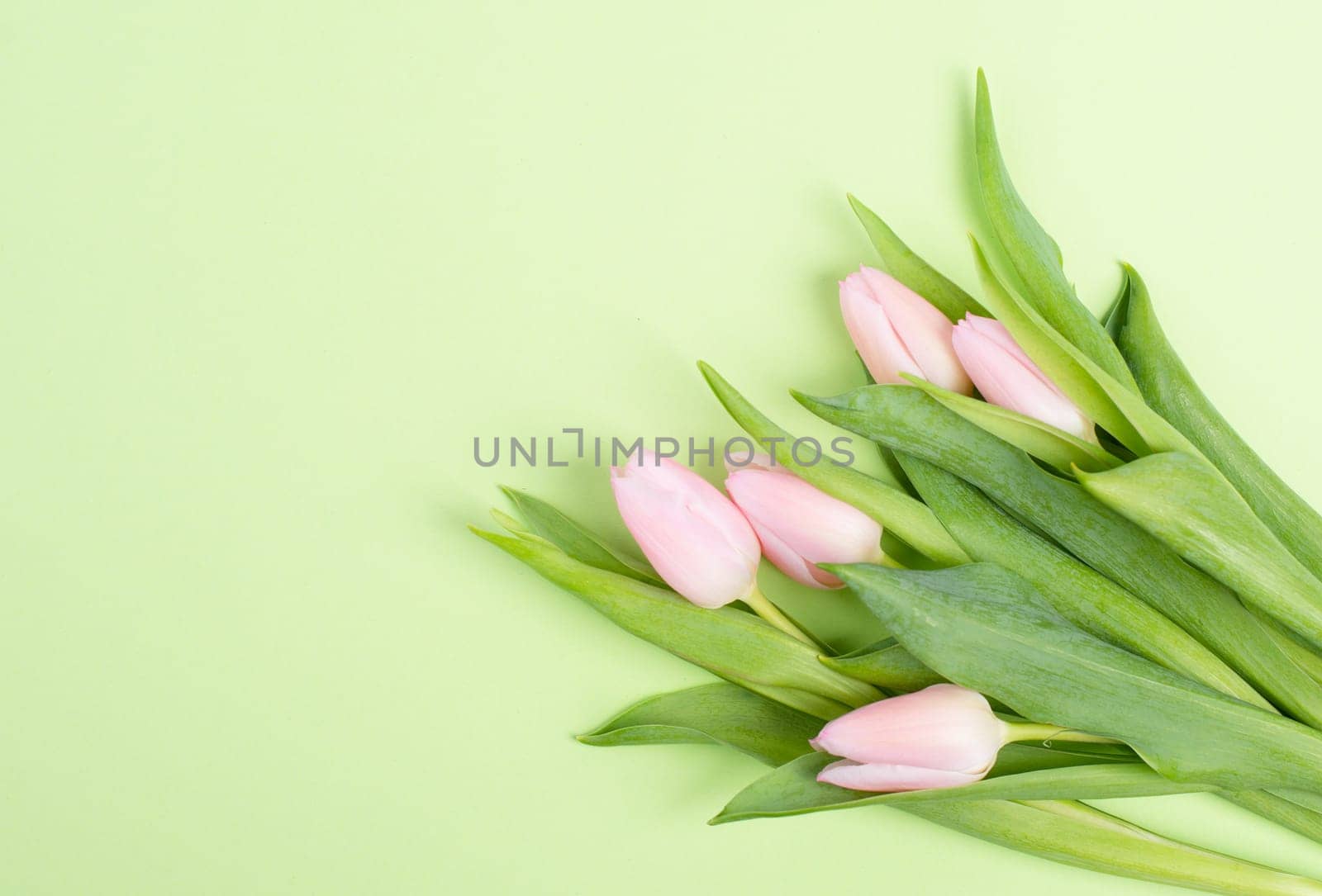 Tulips greeting card for birthday, easter holiday, valentines day, mothers day, spring season