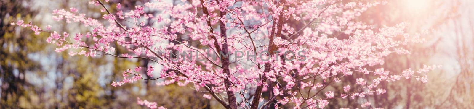 Cherry tree blossoming in spring in natural park. Panoramic view.
