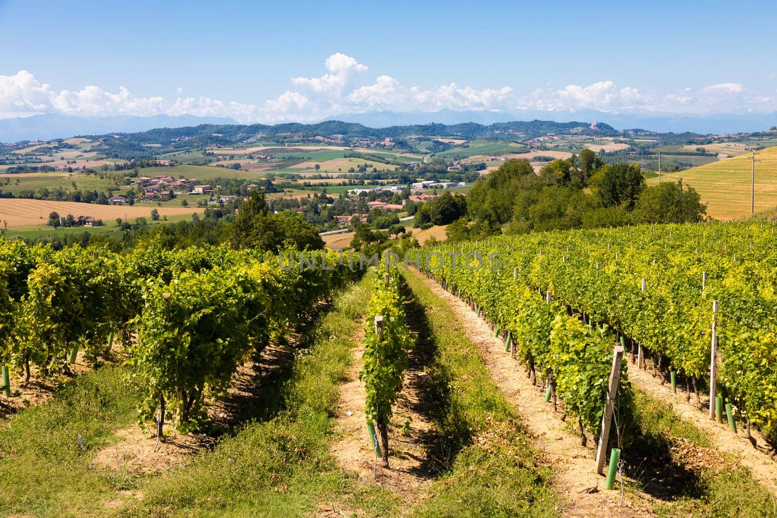 Barbera vineyard in Piedmont - Piemonte - region, Italy. Countryside landscape in Langhe area.