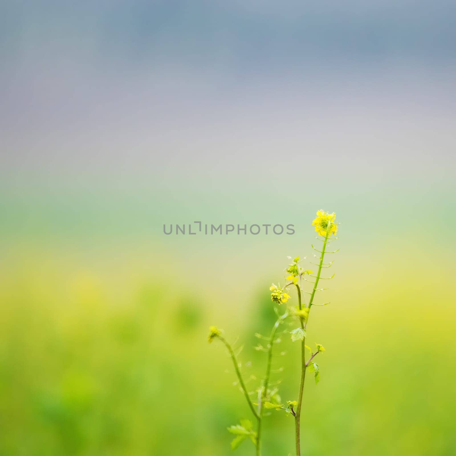 Mustard yellow flower green field
