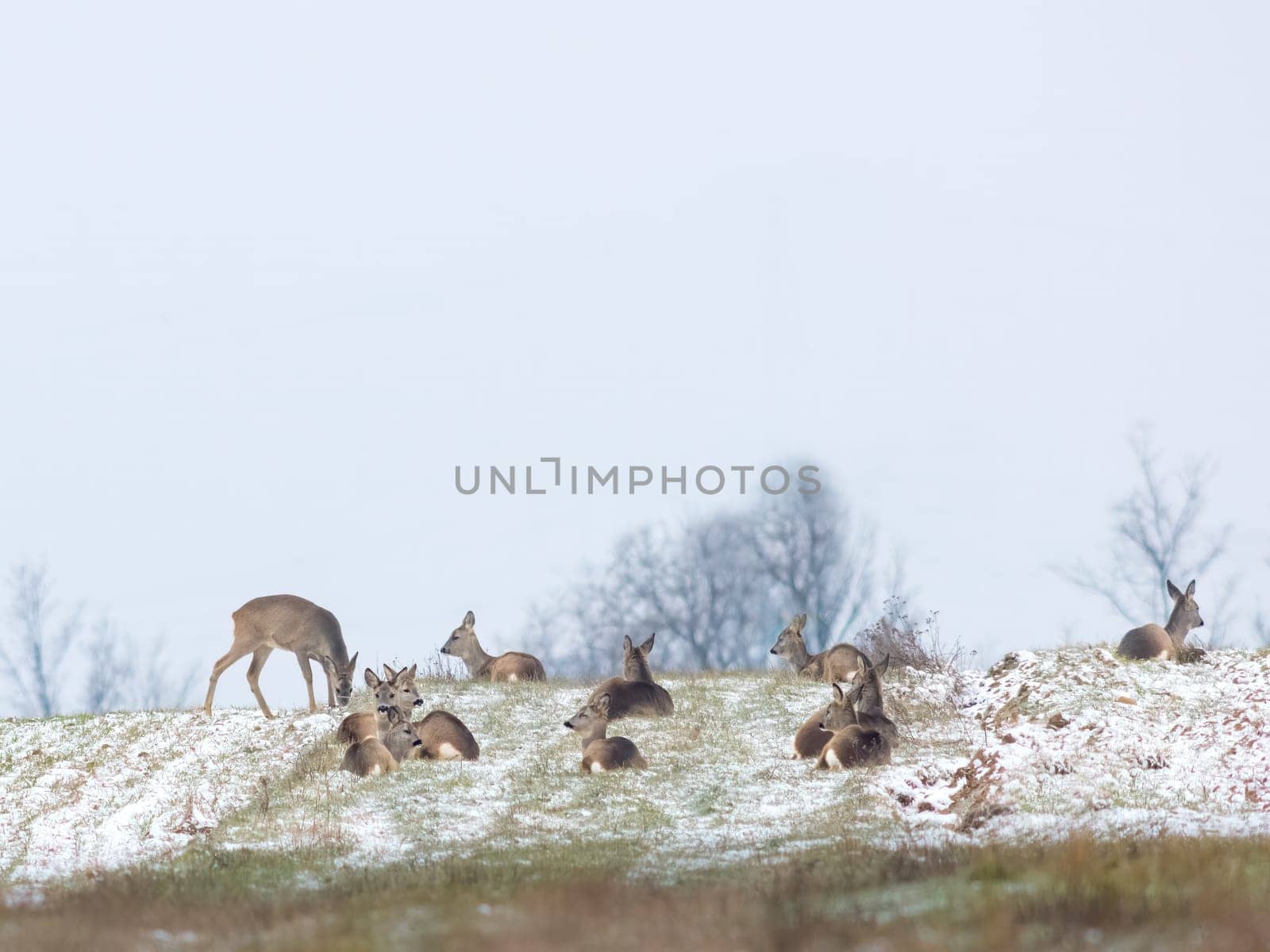 Roe deer herd in winter on a field