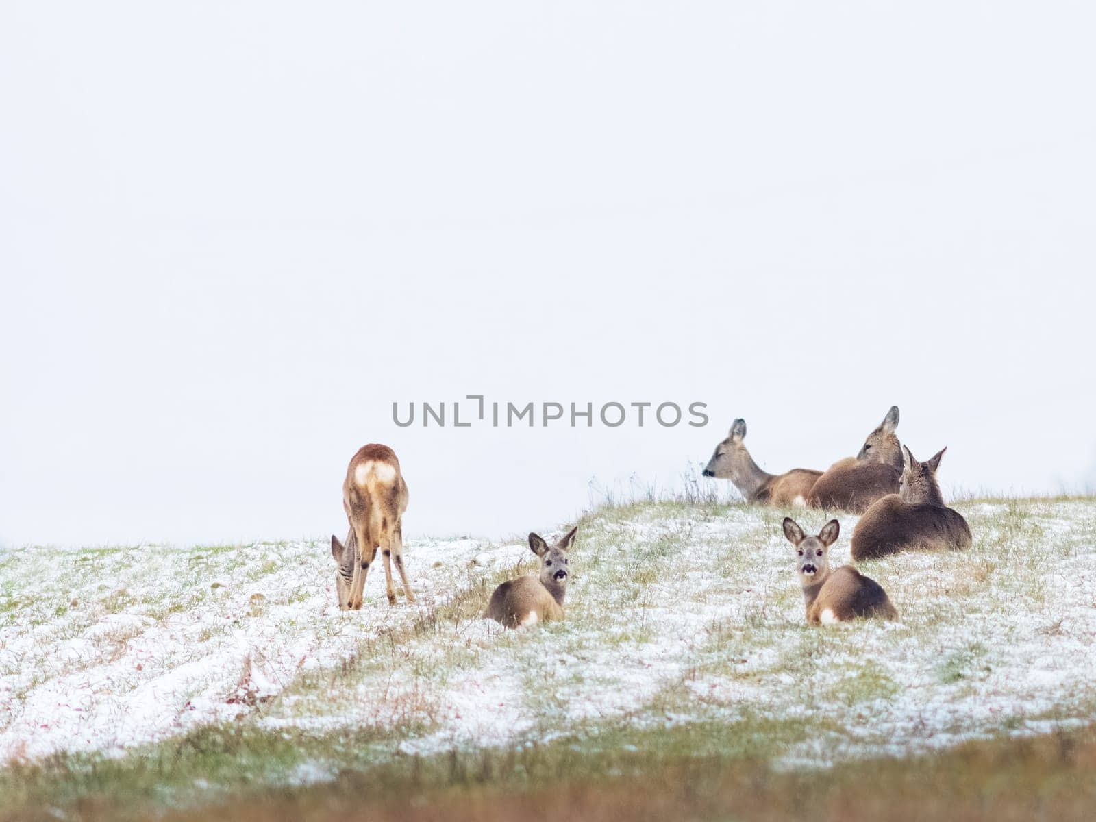 Roe deer herd in winter on a field