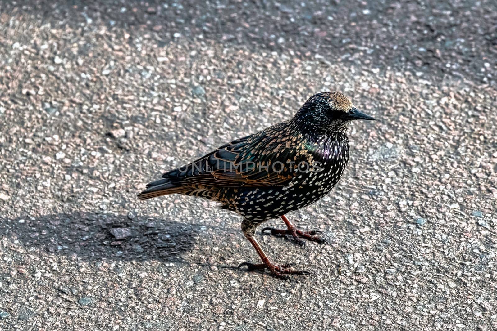European or common starling (Sturnus vulgaris) in United Kingdom