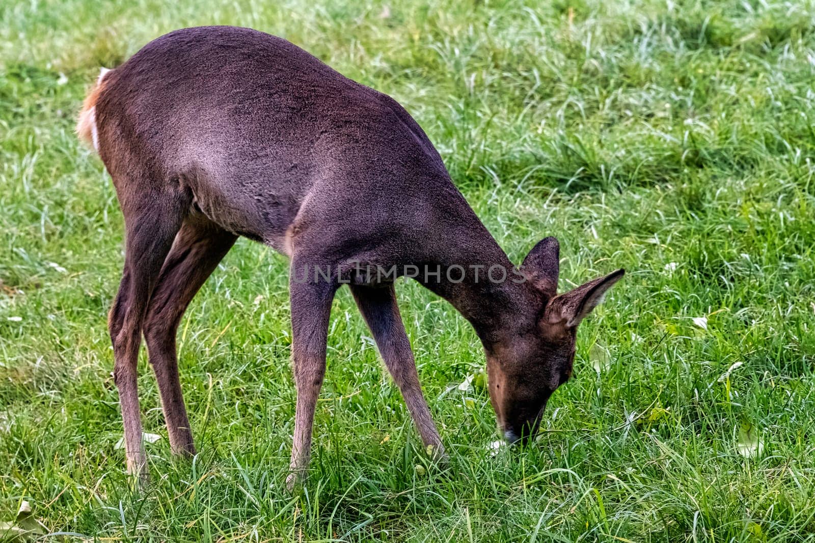 Western roe deer (Capreolus capreolus), also known as European roe in Bialowieza Forest, Poland