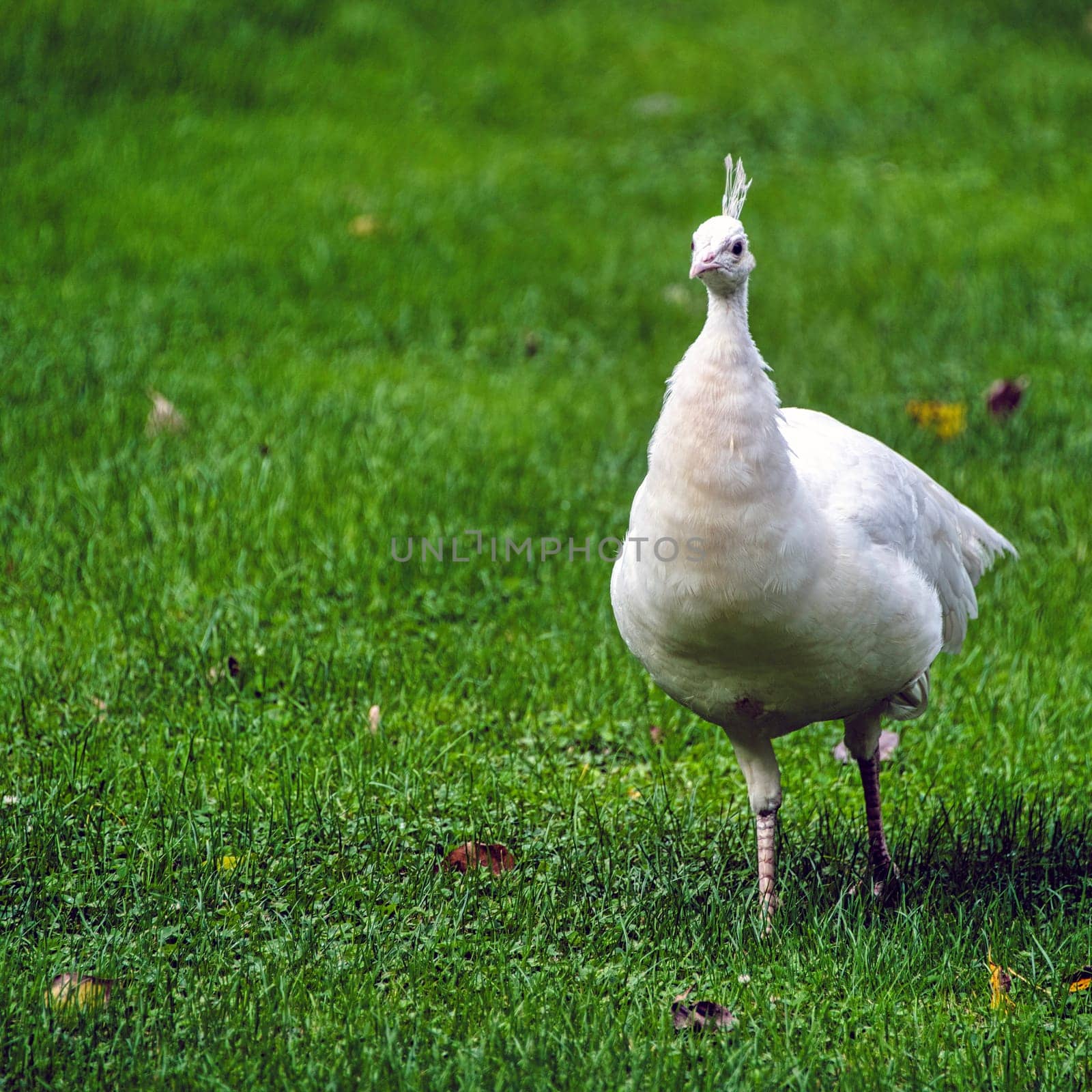 Leucistic Indian peacock in Polish park - Warsaw, Poland