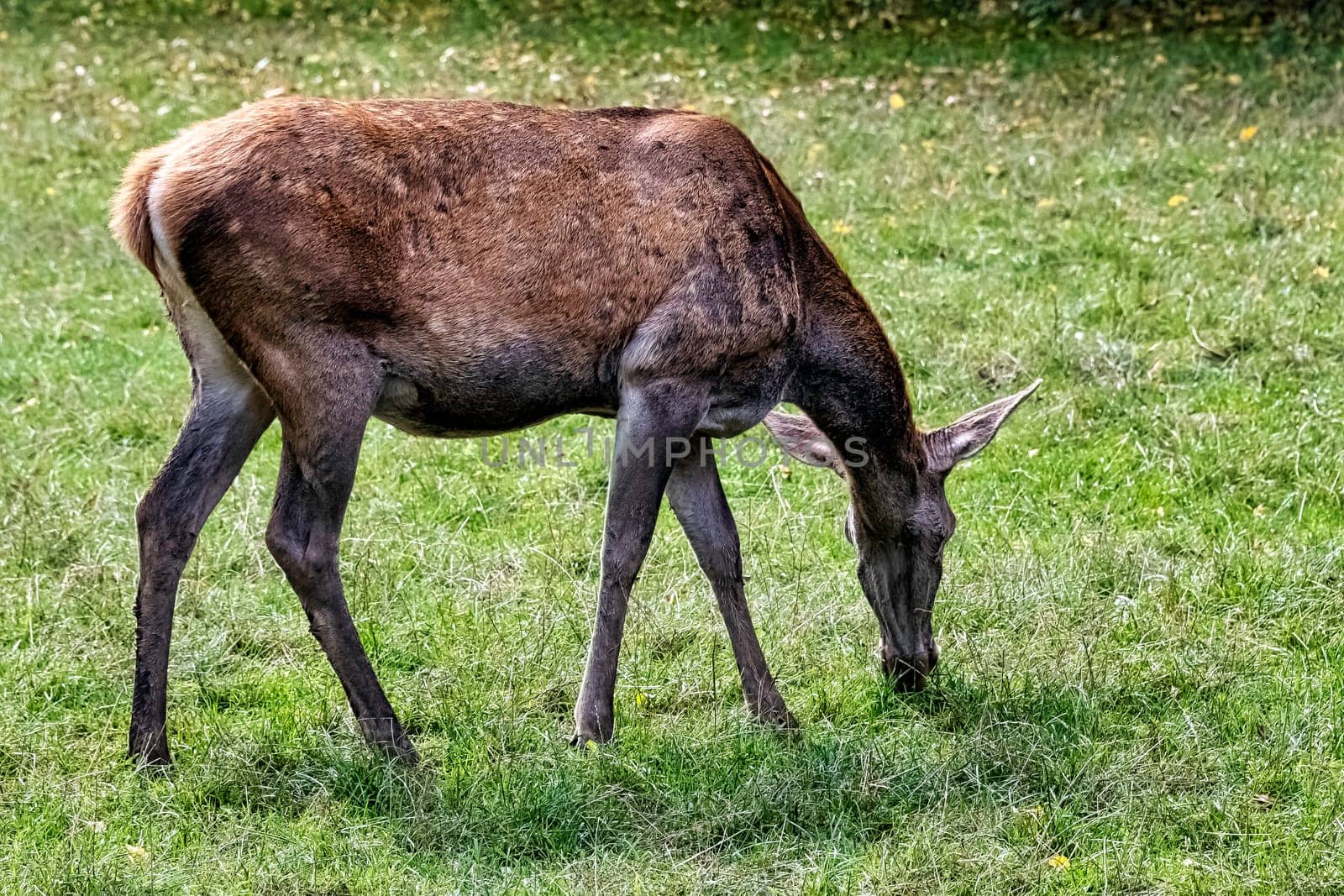European red deer (Cervus elaphus) - female in Bialowieza Forest, Poland