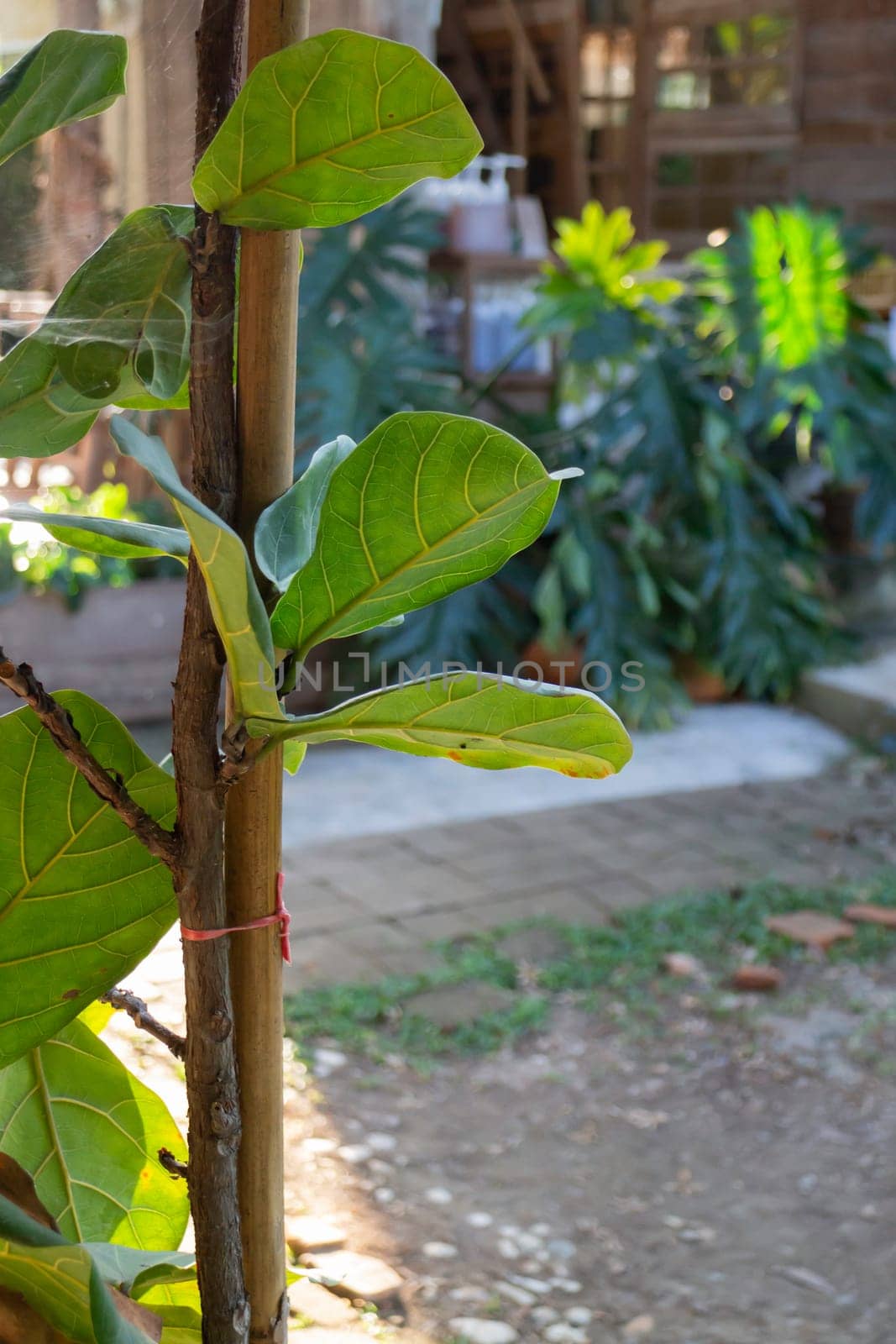 Thai traditional house wooden wall, stock photo