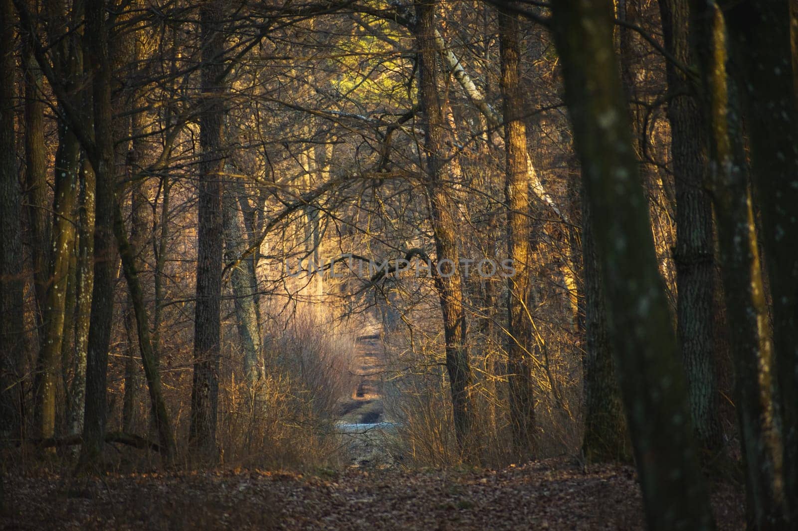 An alley in a creepy and dark forest, March day.