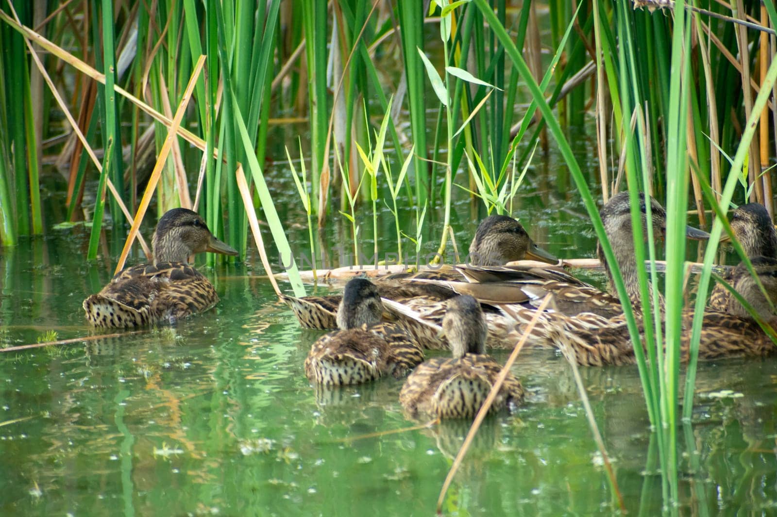 Group of wild ducks swimming in the water between the reeds, summer day