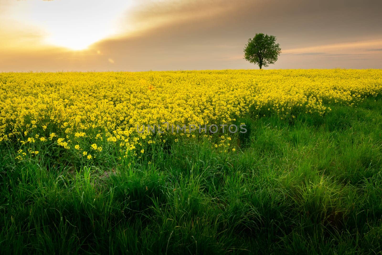 Green grass in front of a yellow field of rape, a solitary tree and the sun behind the grey clouds, Czulczyce, Poland