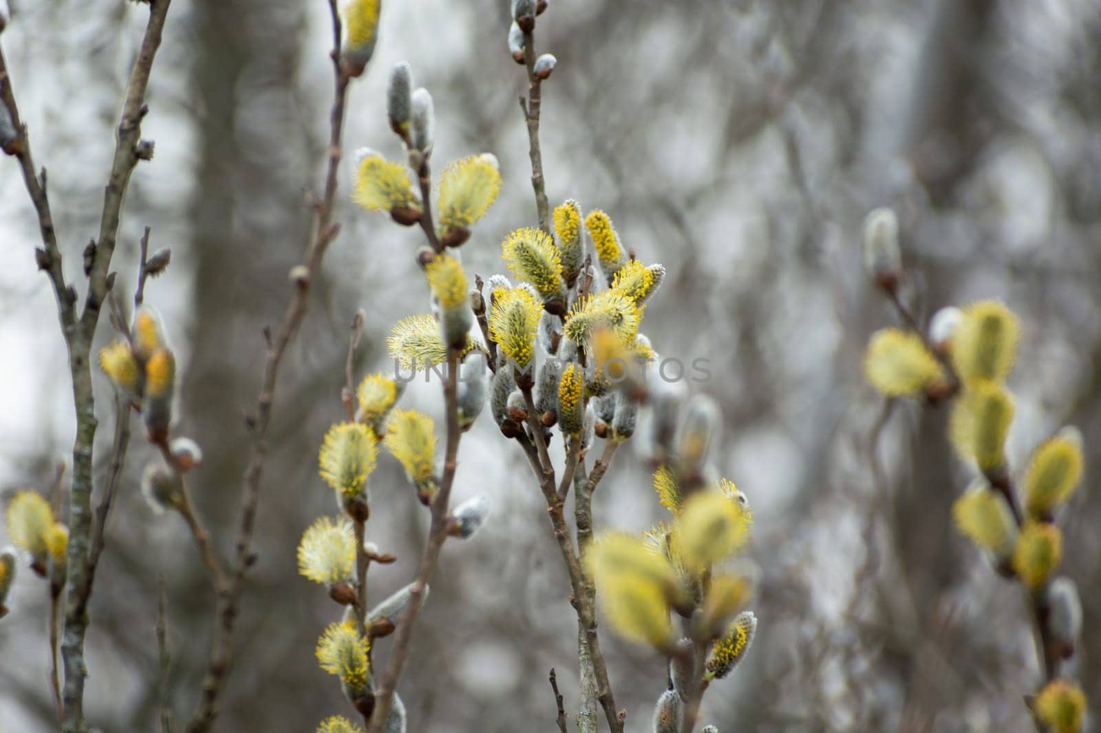 Branches with grey and yellow catkins in the park, spring day.