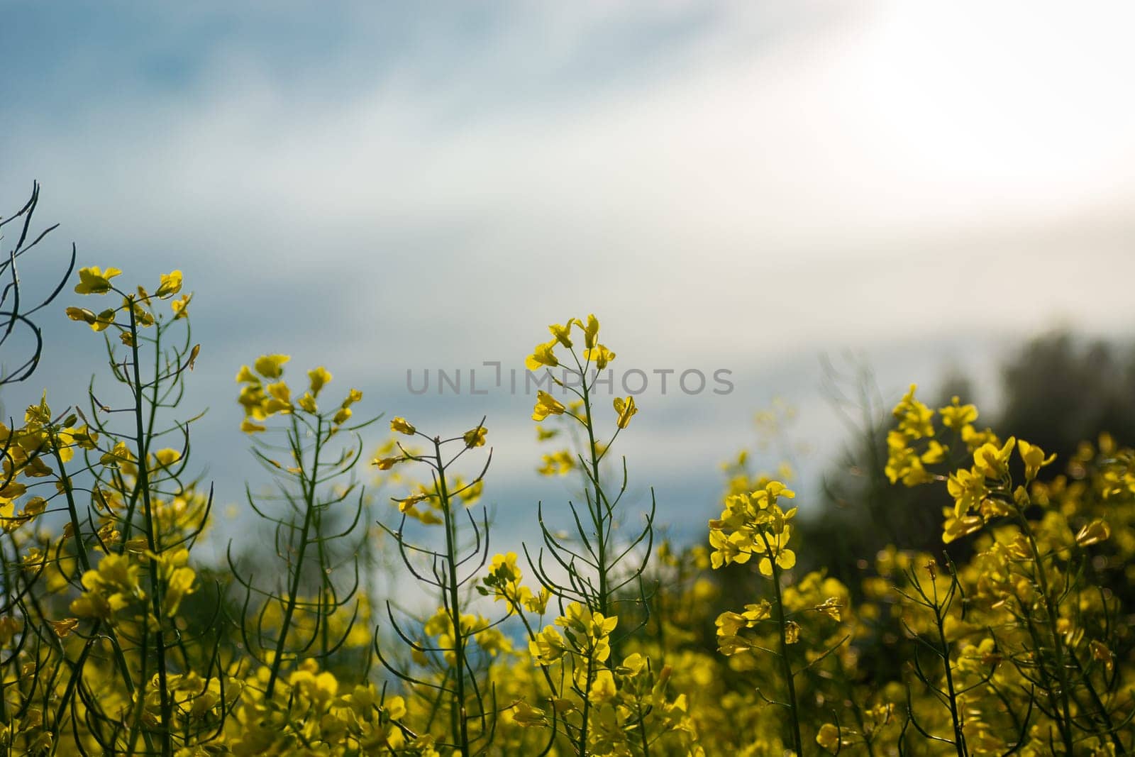 Stalks of yellow flowering rapeseed and a blurred sky, spring day