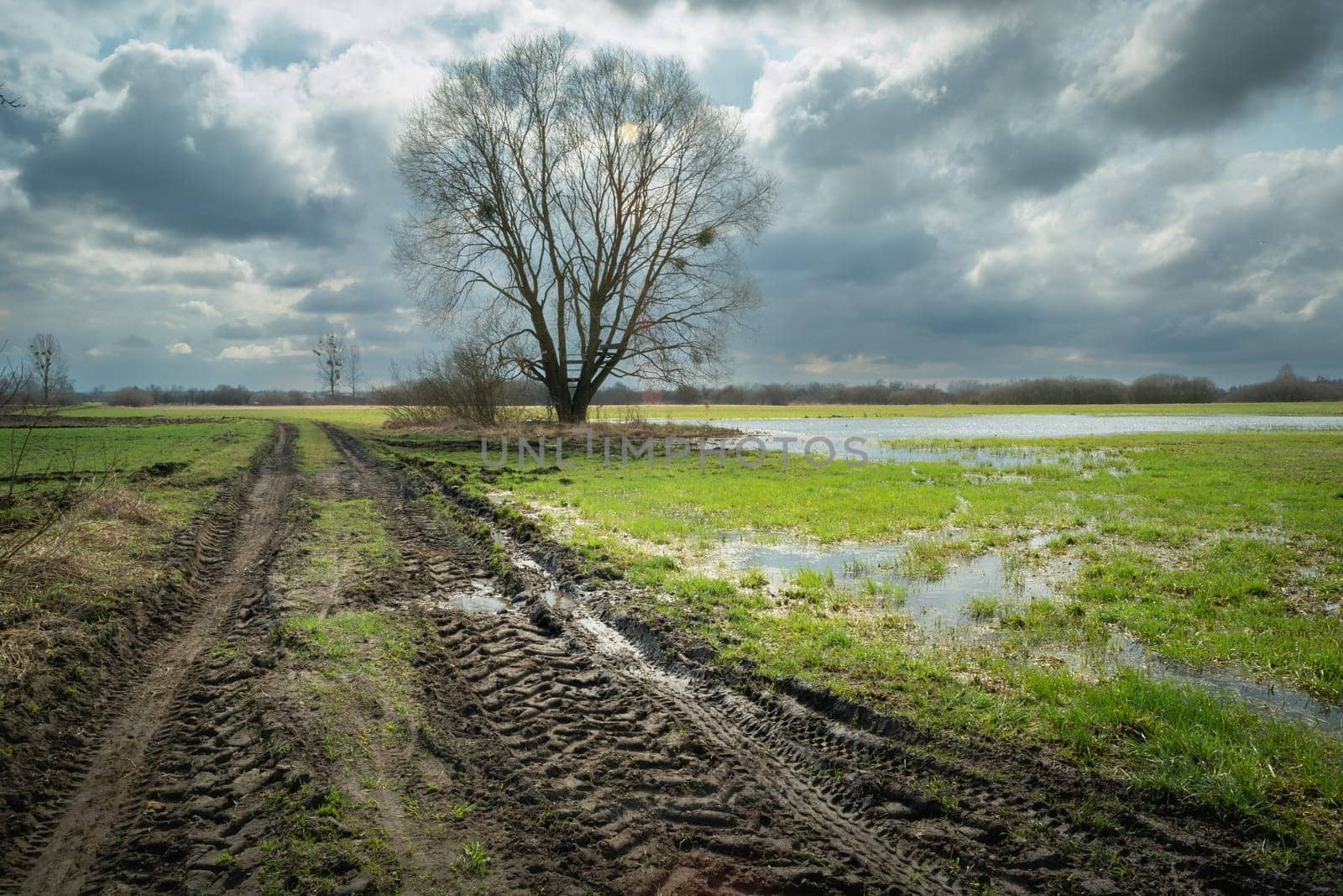 A muddy road and a wet meadow with a tree, spring day