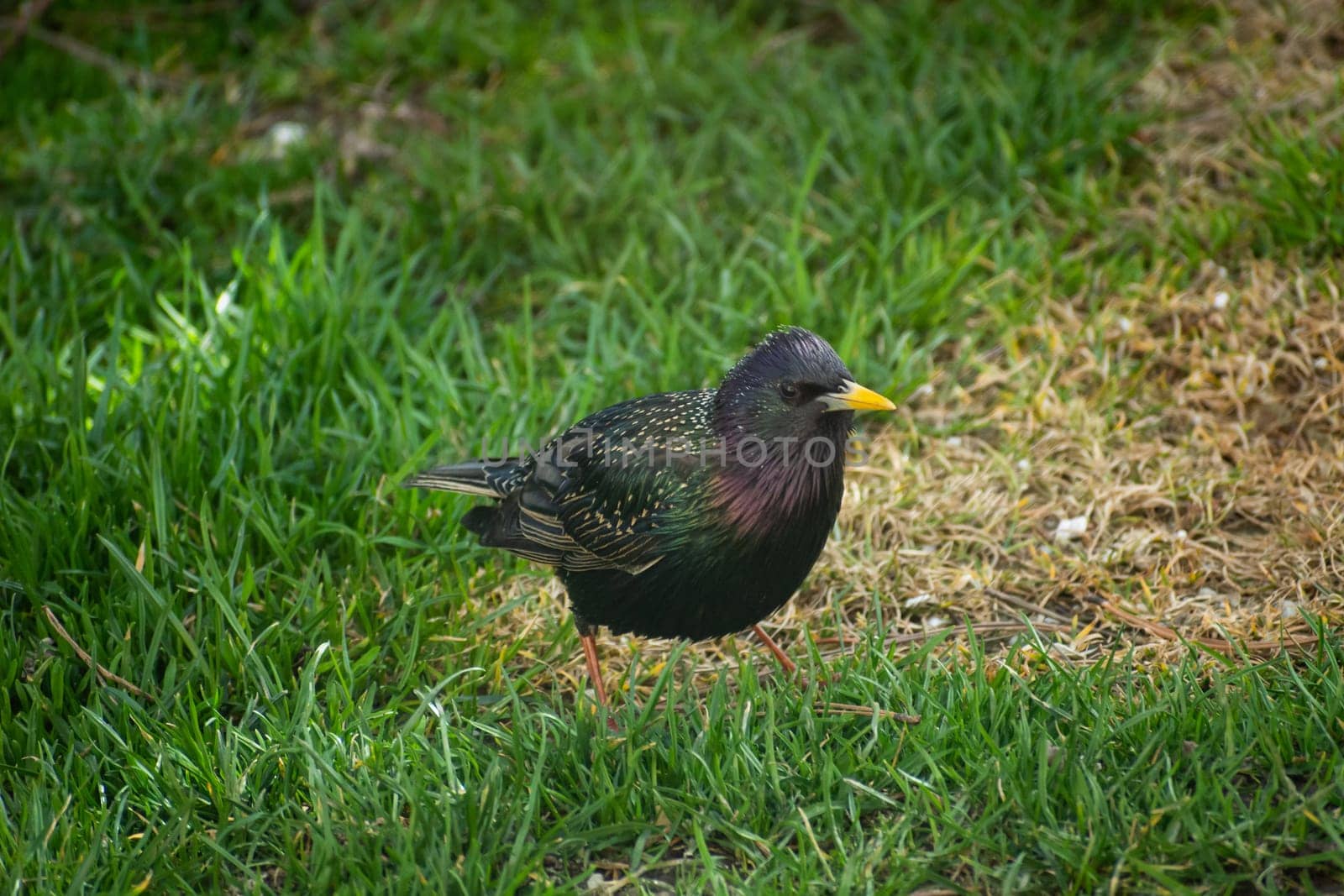 Common starling bird walking in the grass, spring day.