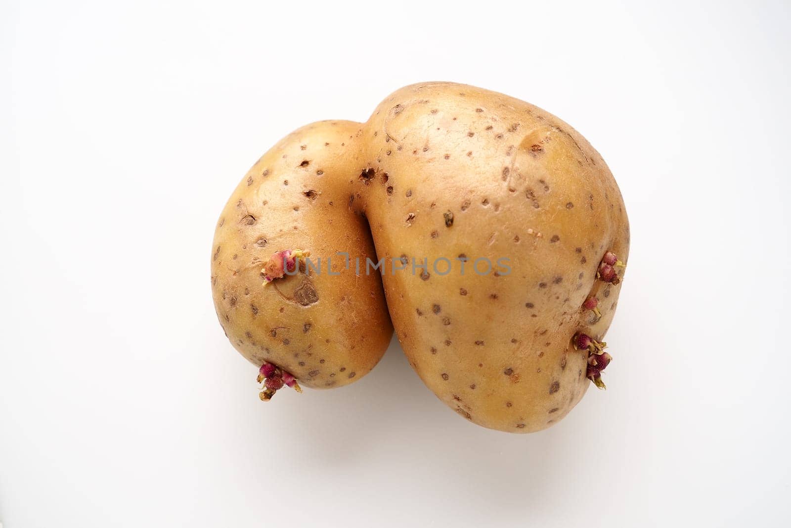 Ugly potatoes on white background. Unnormal vegetable, zero waste. Irregular shaped pratie spud. Influence of dioxins, radiation, pesticides and mutagenic factors on plant development