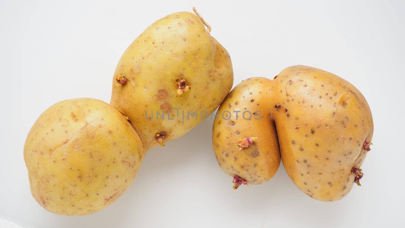 Ugly potatoes on white background. Unnormal vegetable, zero waste. Irregular shaped pratie spud. Influence of dioxins, radiation, pesticides and mutagenic factors on plant development